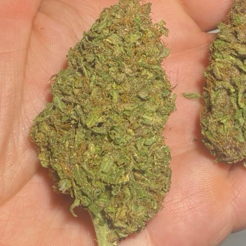$450 Lb or $50oz Special Outdoor Durban Poison — The Townhouse Uptown